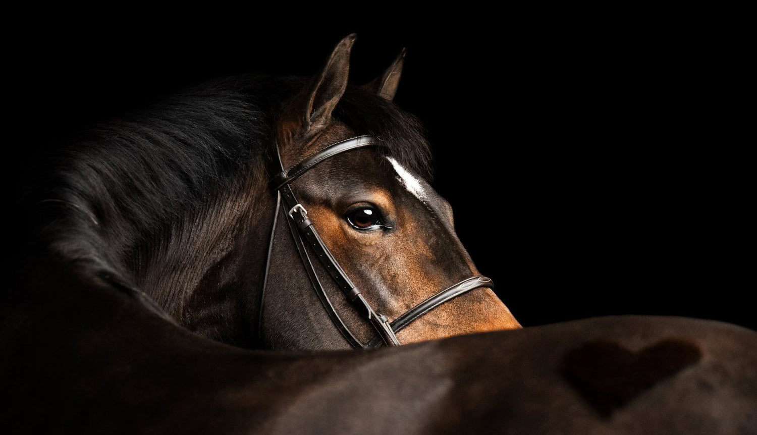 Precision Equine Solutions banner imagery for equine wellness products