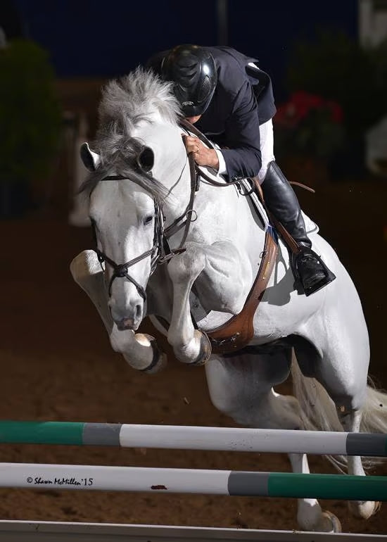 Precision Equine Solutions horse lifestyle photo