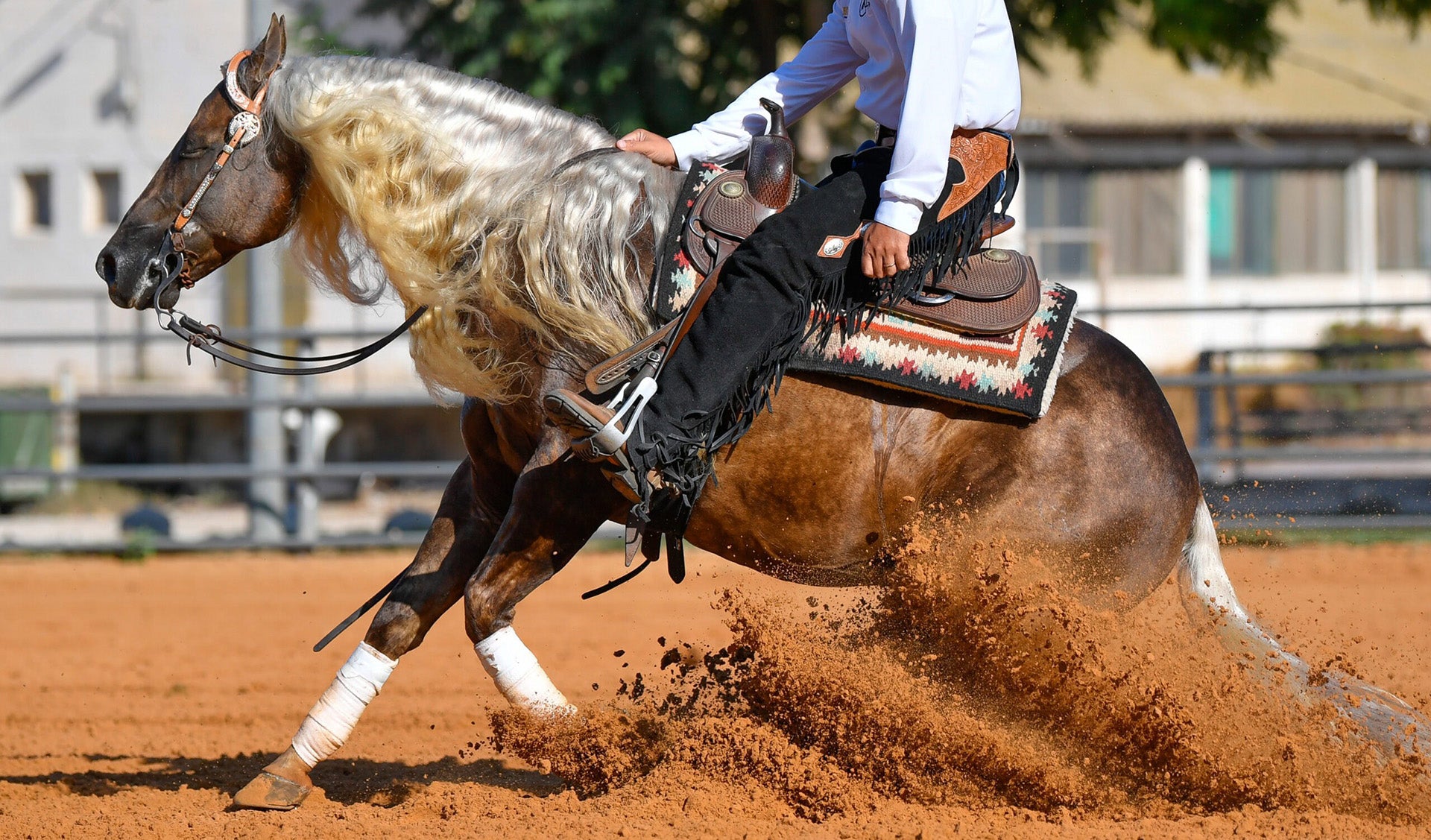 Healthy sport horse representing Precision Equine Solutions equine care line