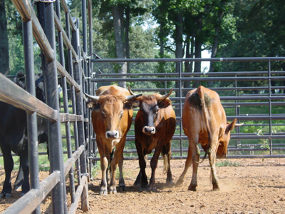 Priefert Premier Panels set up as a horse corral in a ranch pasture