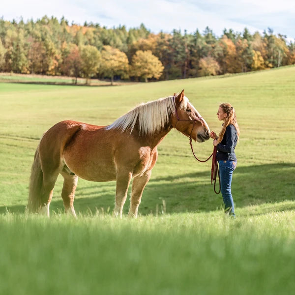 Recovery EQ horse supplement natural ingredient lifestyle image