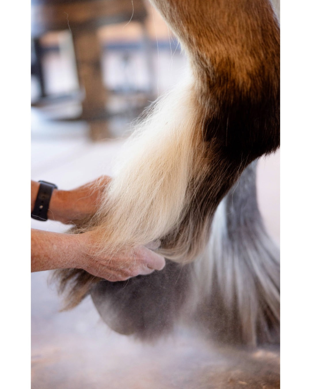 Ranchers Preferred Feather Dust applied to feathered horse legs