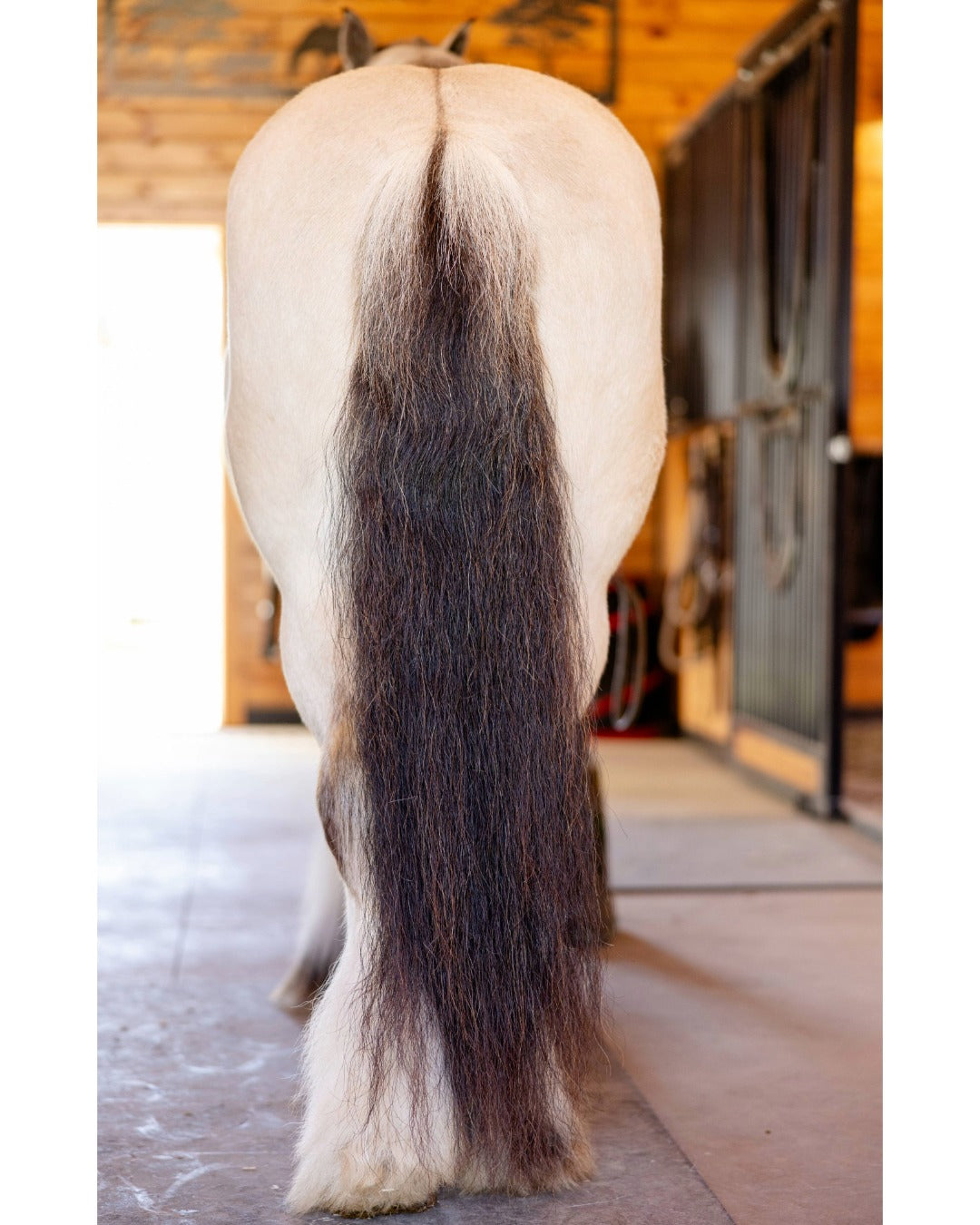 Feather Dust powder fluffing the feathers of a draft horse
