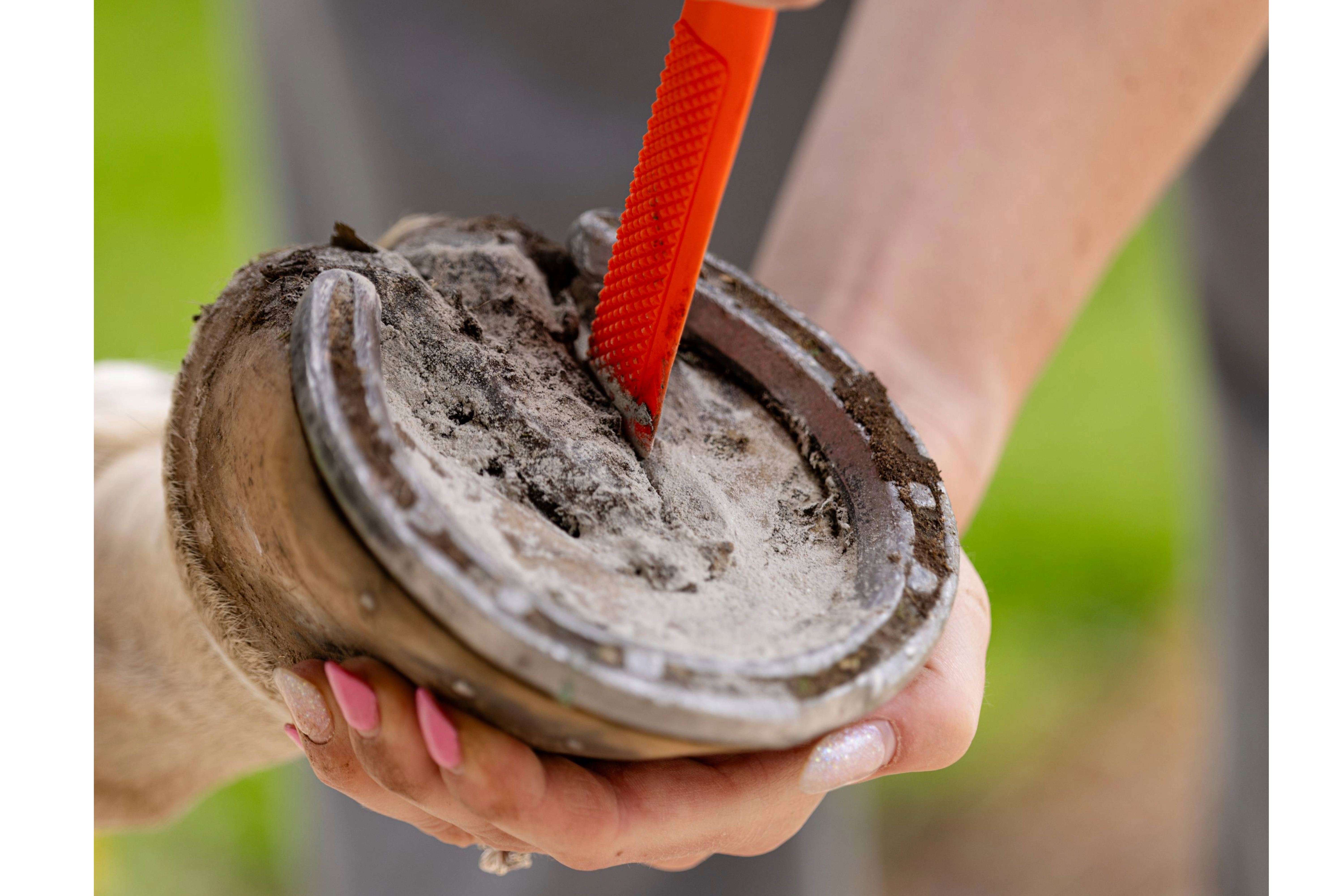 HoofWand removing mud from a horse hoof and pastern
