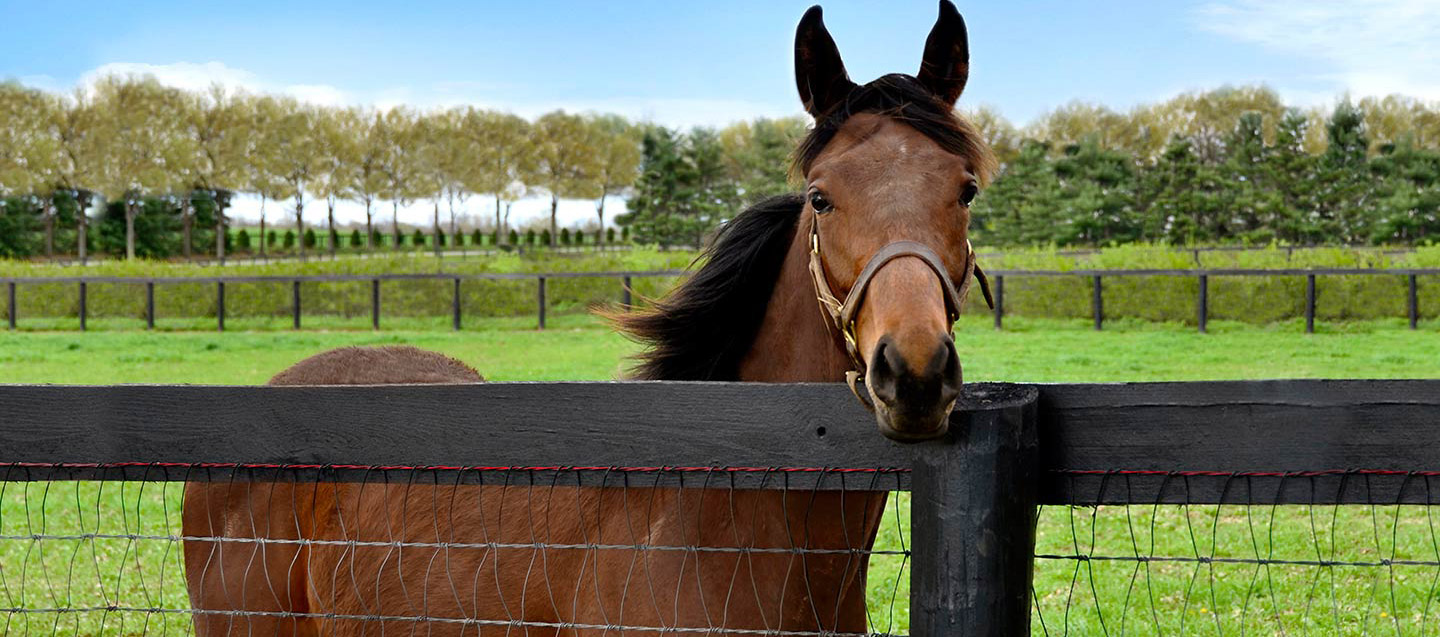 Red Brand fencing surrounding an equine athletes riding and jumping course