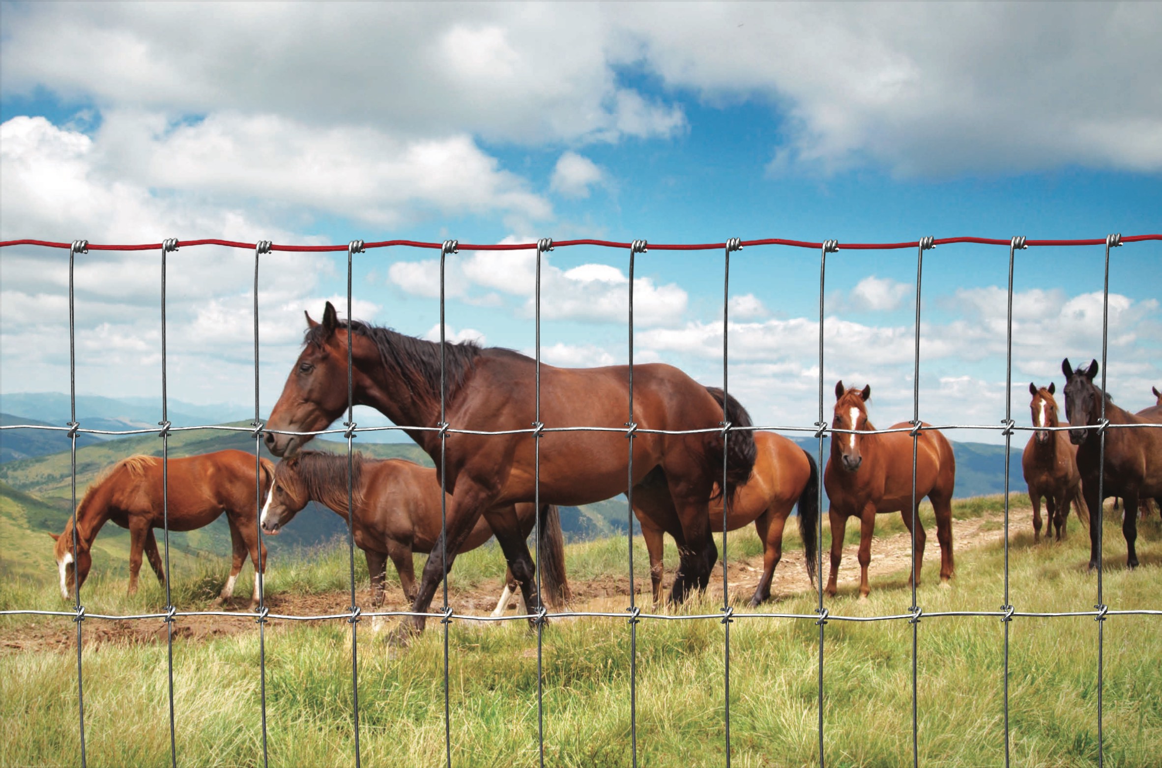Horses grazing safely behind Red Brand non-climb woven wire horse fence