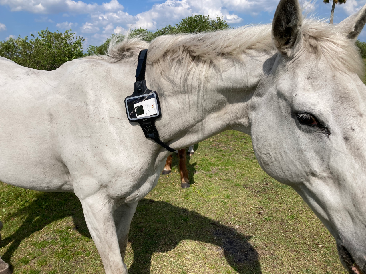 A relaxed horse standing during a Resona Health VIBE PEMF wellness session focused on calm and circulation