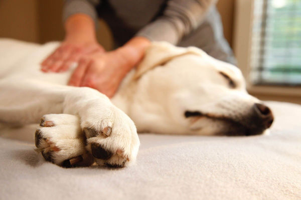 Canine massage therapist working the neck muscles of a dog