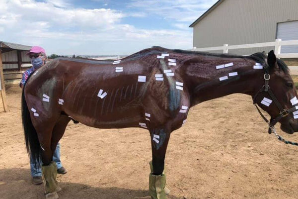 Equine acupressure practitioner applying point pressure on a horse