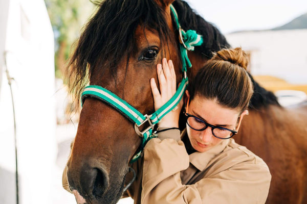 Hands-on equine therapeutic massage technique demonstration