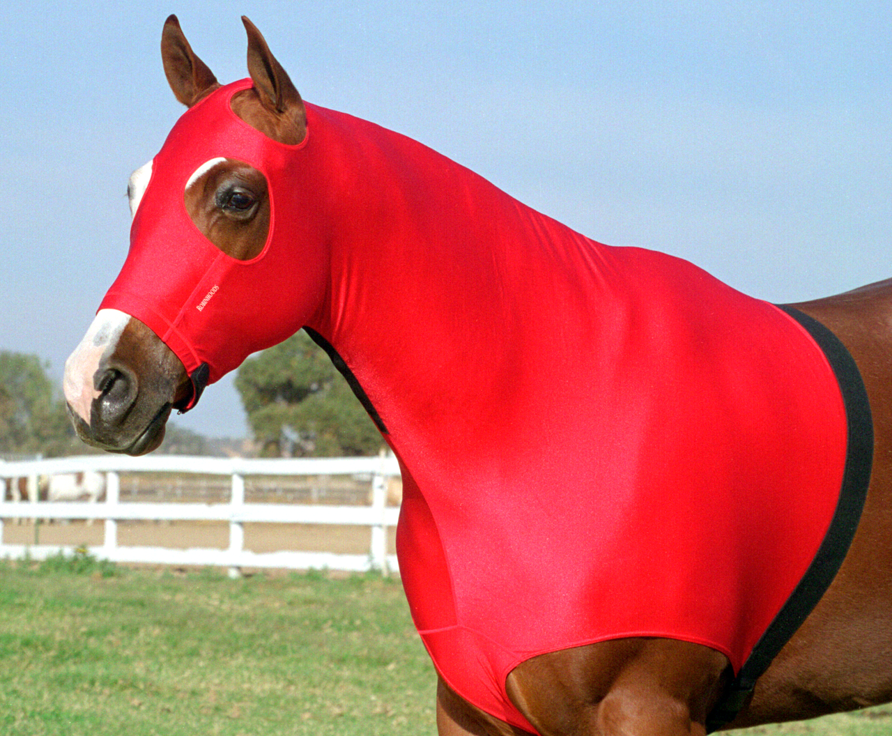 Close-up of a horse wearing a snug red Robinhoods four-way stretch Lycra hood