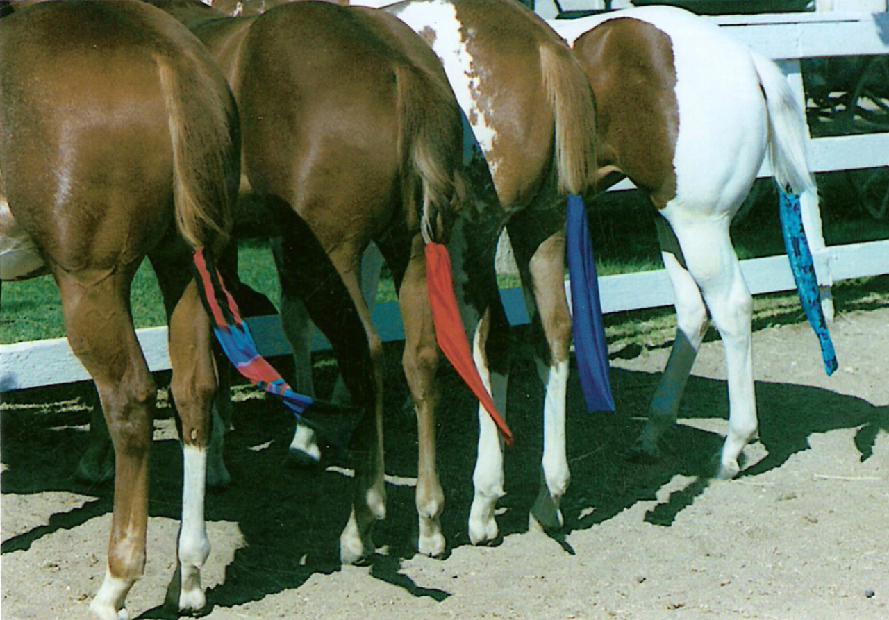 Four horses at a show wearing colored Robinhoods Lycra tail bags to keep tails clean