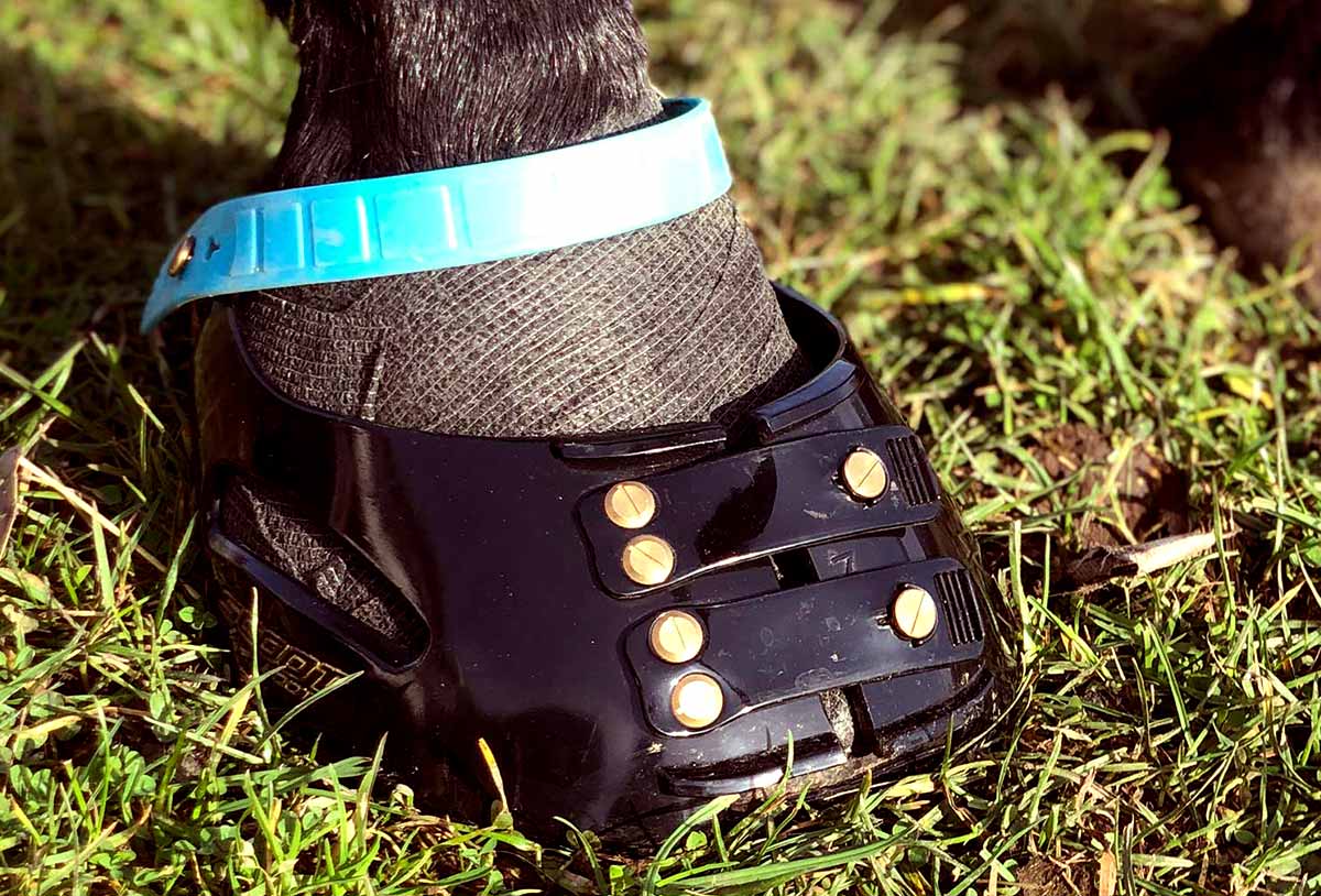 Single black Scoot Boot with a blue pastern strap fitted on a horse's hoof standing in grass