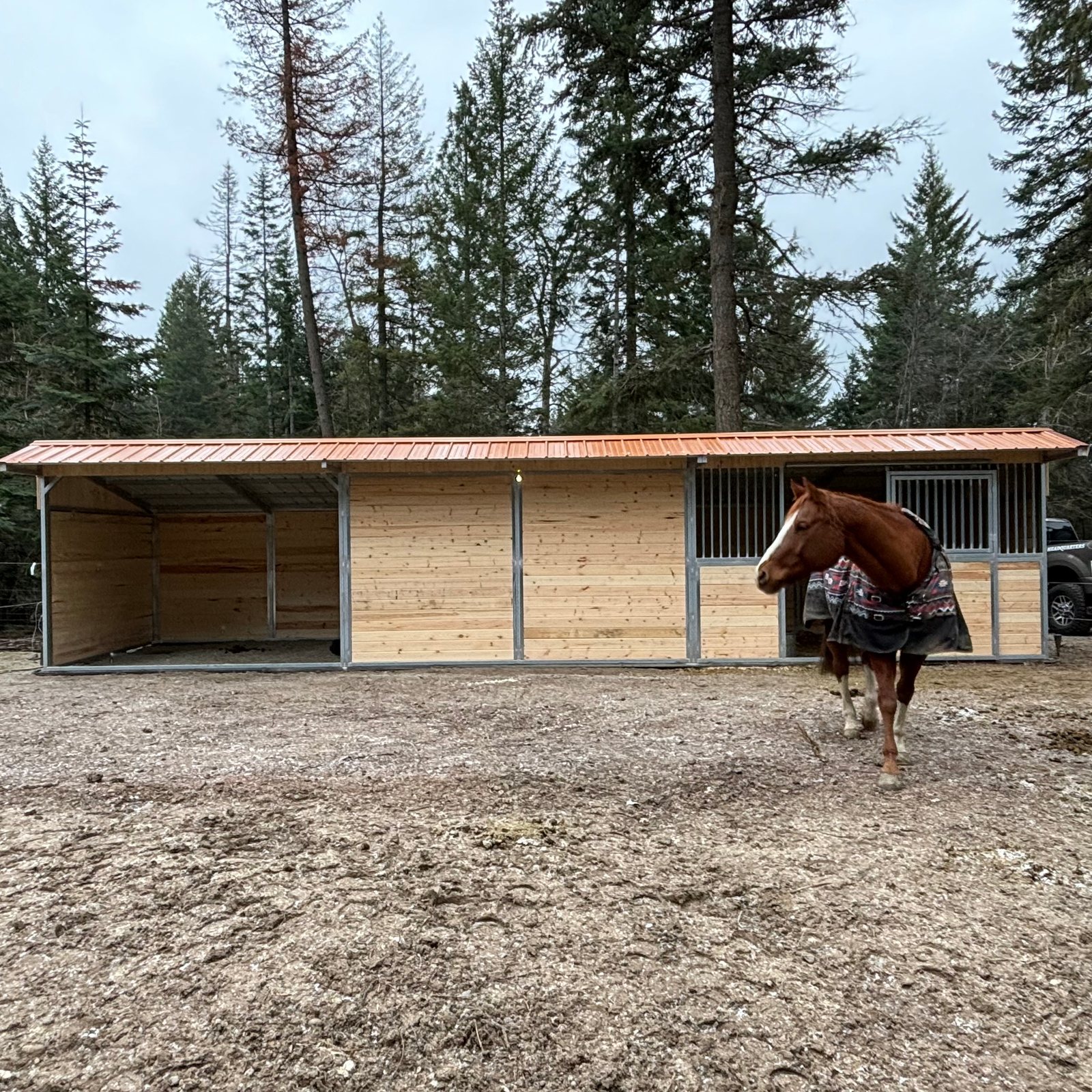 A blanketed horse standing in front of a Selkirk shelter