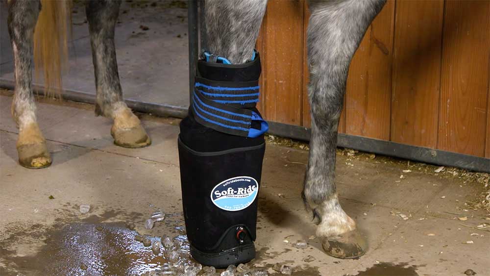 A grey horse standing in a SoftRide Ice Spa cold-therapy boot filled with ice for hoof and leg recovery