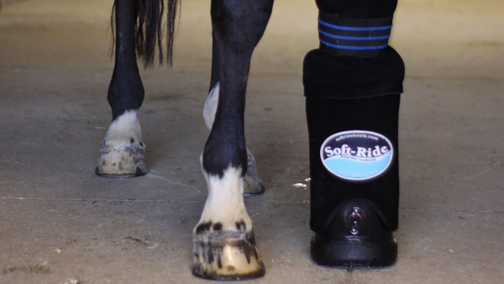 A dark horse standing comfortably in a single black SoftRide gel comfort boot on a barn aisle floor