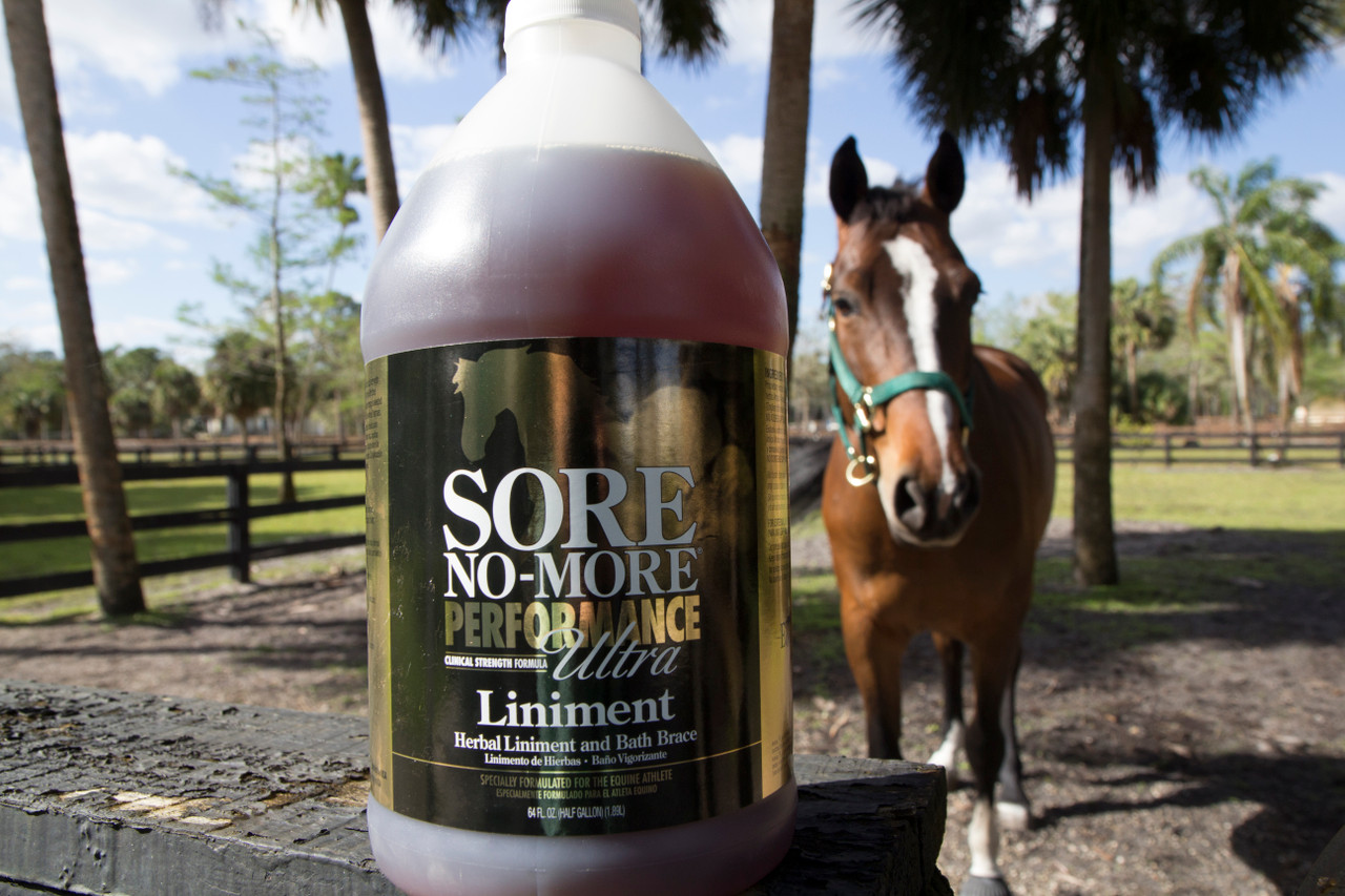 Bay horse standing in a sunlit paddock at a performance barn alongside the Sore No-More natural topical line from Arenus