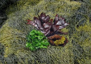 Layered ocean seaweed species used in SOURCE micronutrient blend