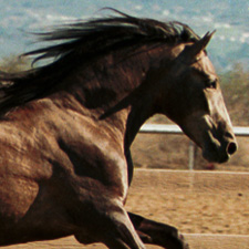 Close-up of a clean glossy horse coat groomed with Straight Arrow products