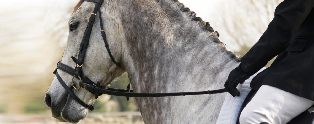 Rider in a black show coat holding the rein of a dappled grey horse in a plain snaffle bridle