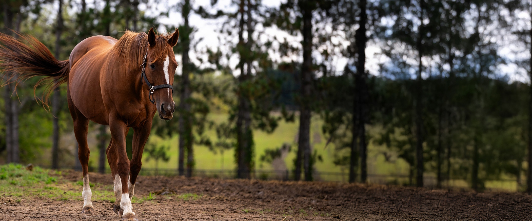 Horse lying down comfortably on a StableComfort stall mattress for rest and recovery