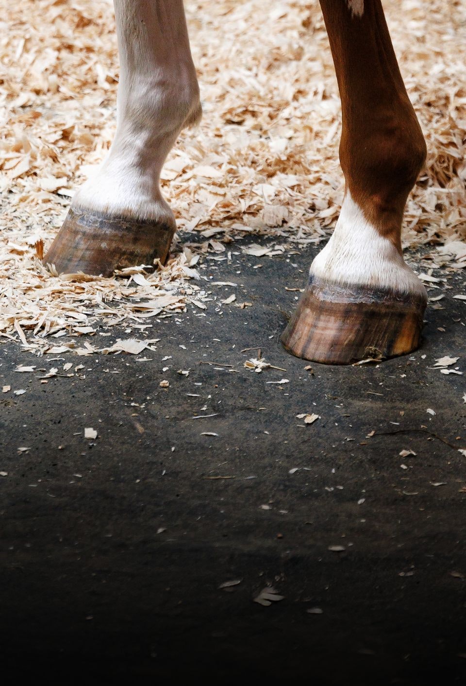 Horse hoof resting on StableComfort cushioned non-slip stall flooring