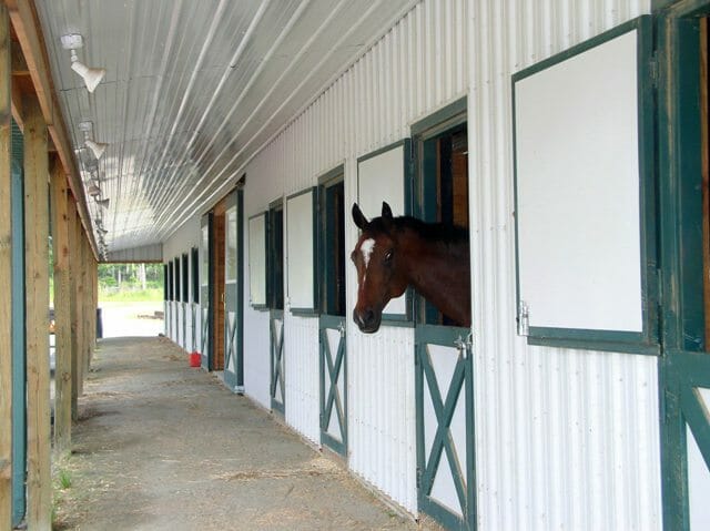 Horse looking out of an open StallWorks 2520 Dutch door