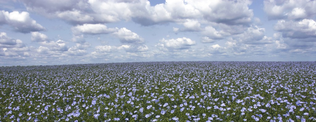 A South Dakota flax field in bloom with pale-blue flowers, the source of Stengel Oils cold-pressed flax oil