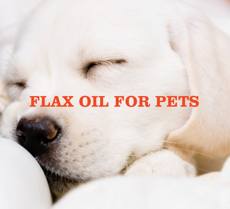 A sleeping yellow Labrador puppy illustrating the Sammy's Shiny Coat flax oil line for dogs and cats