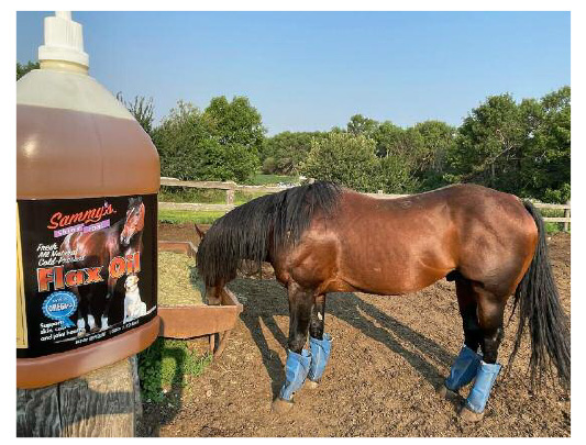 A bay horse standing in a paddock beside a jug of Sammy's Shiny Coat cold-pressed flax oil