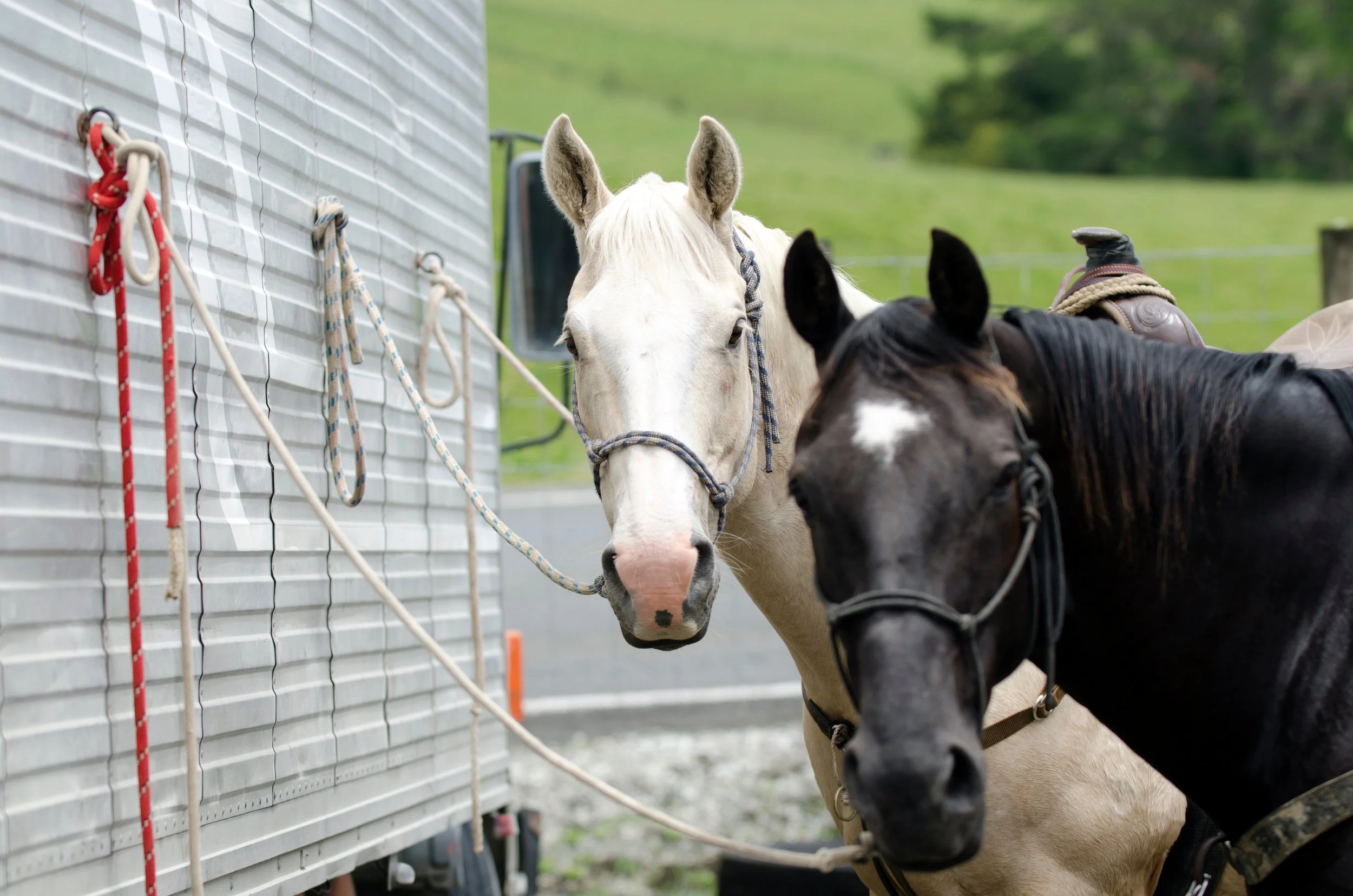 Gleaming aluminum horse trailer cleaned with Streak Master Aluminum Cleaner and Brightener