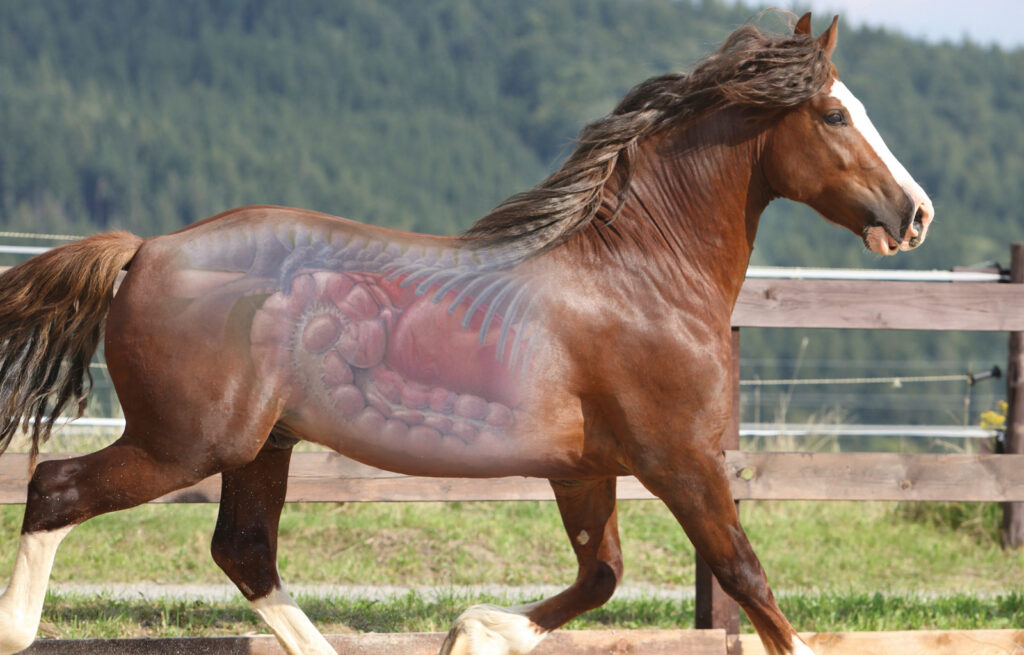 Health benefits of SUCCEED natural gut health supplement for horses