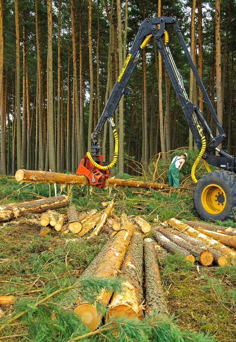 Sustainably managed pine forest sourced for SUNCOAST pine shavings