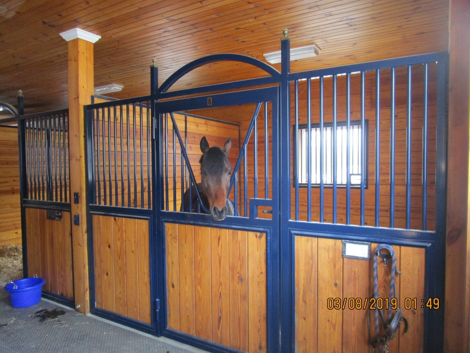 A horse looking out through an arched grille stall front hand-welded by Sunset Valley Metalcraft