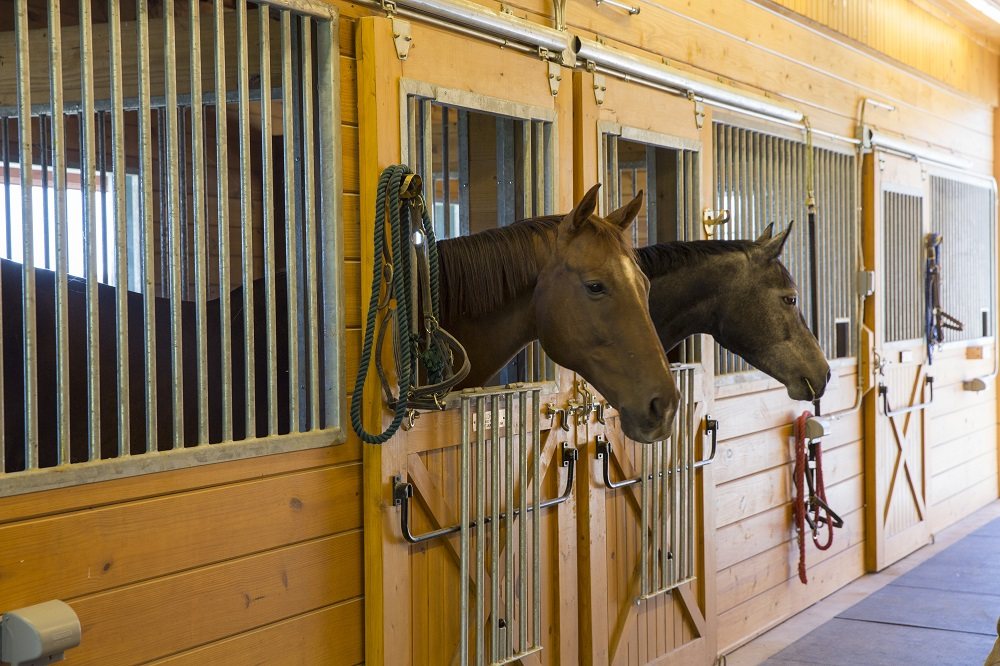 Two horses with their heads out over custom Sunset Valley Metalcraft stall fronts in a light barn aisle