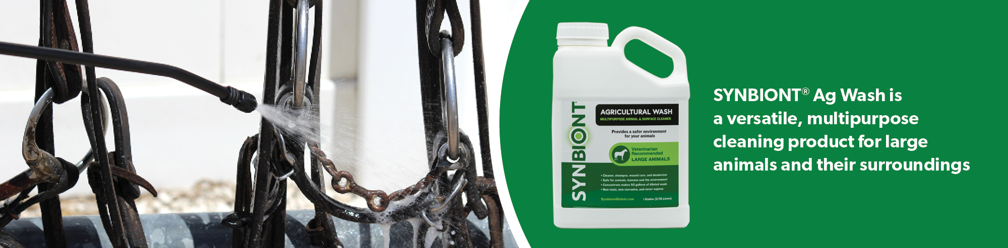 Horses standing at a barn stall front, the kind of everyday environment where scrapes and skin irritations happen and Synbiont supports recovery