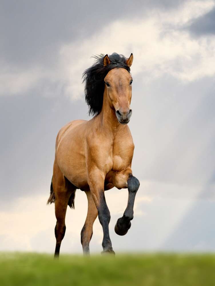 Sound, athletic horse cantering freely across open turf with its mane flying under a bright sky