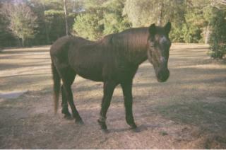 Duke the 23-year-old quarter horse who improved on Equine System Saver