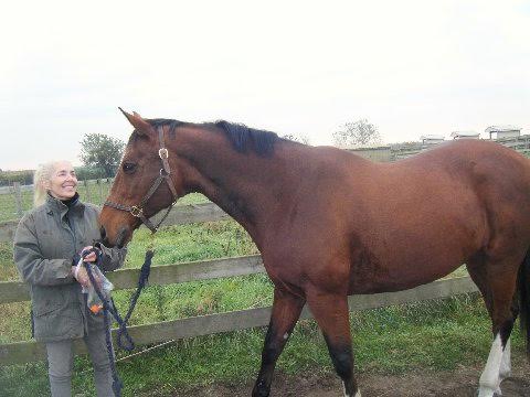 Gstaad the horse featured in a System Saver equine wellness testimonial