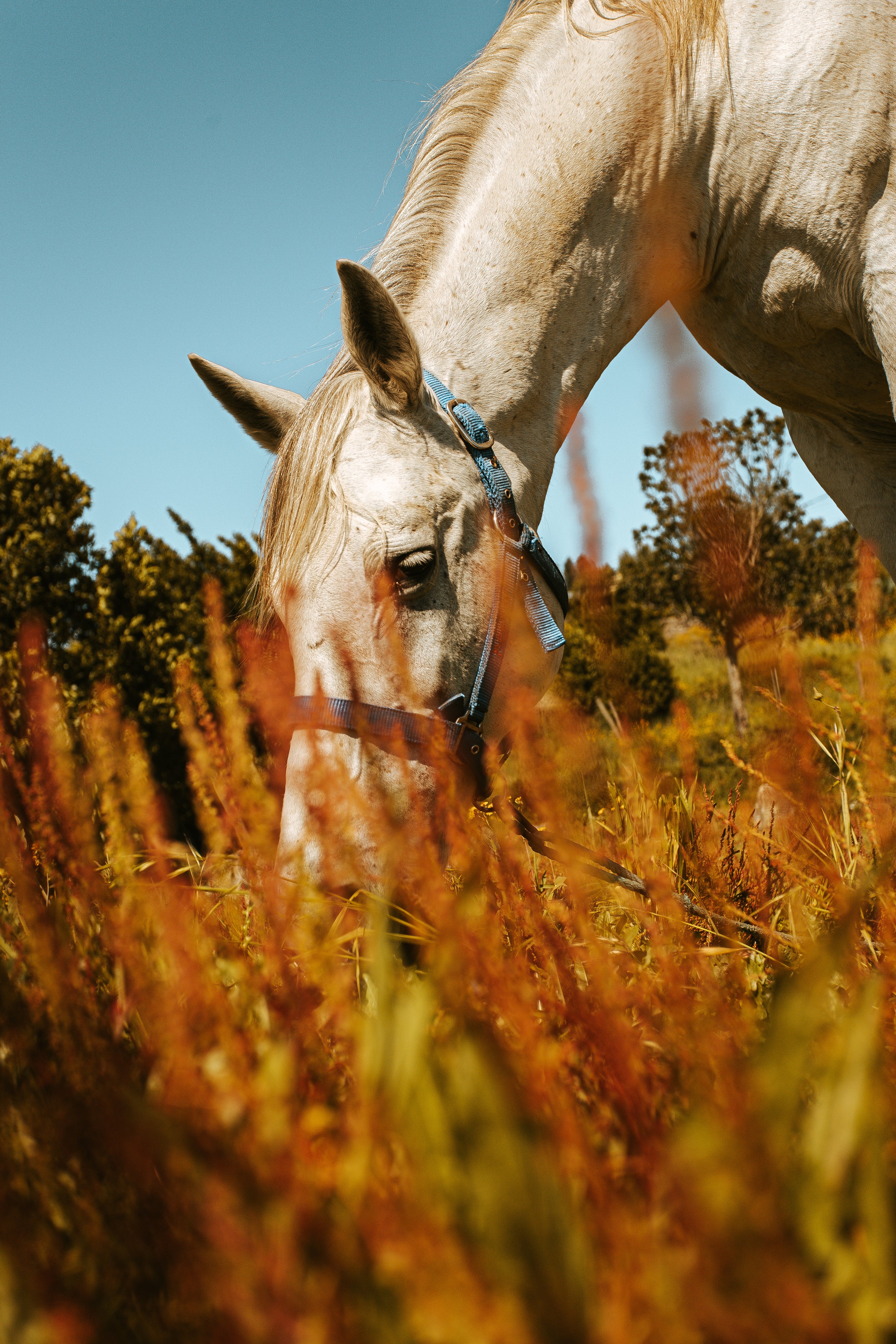 White horse being hand-fed Equine System Saver botanical supplement as a snack