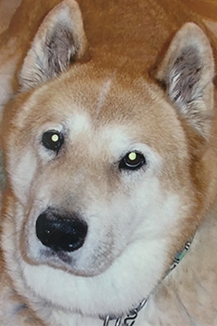 Pepsi the Akita whose recovery inspired Dr. Don Baker to create System Saver
