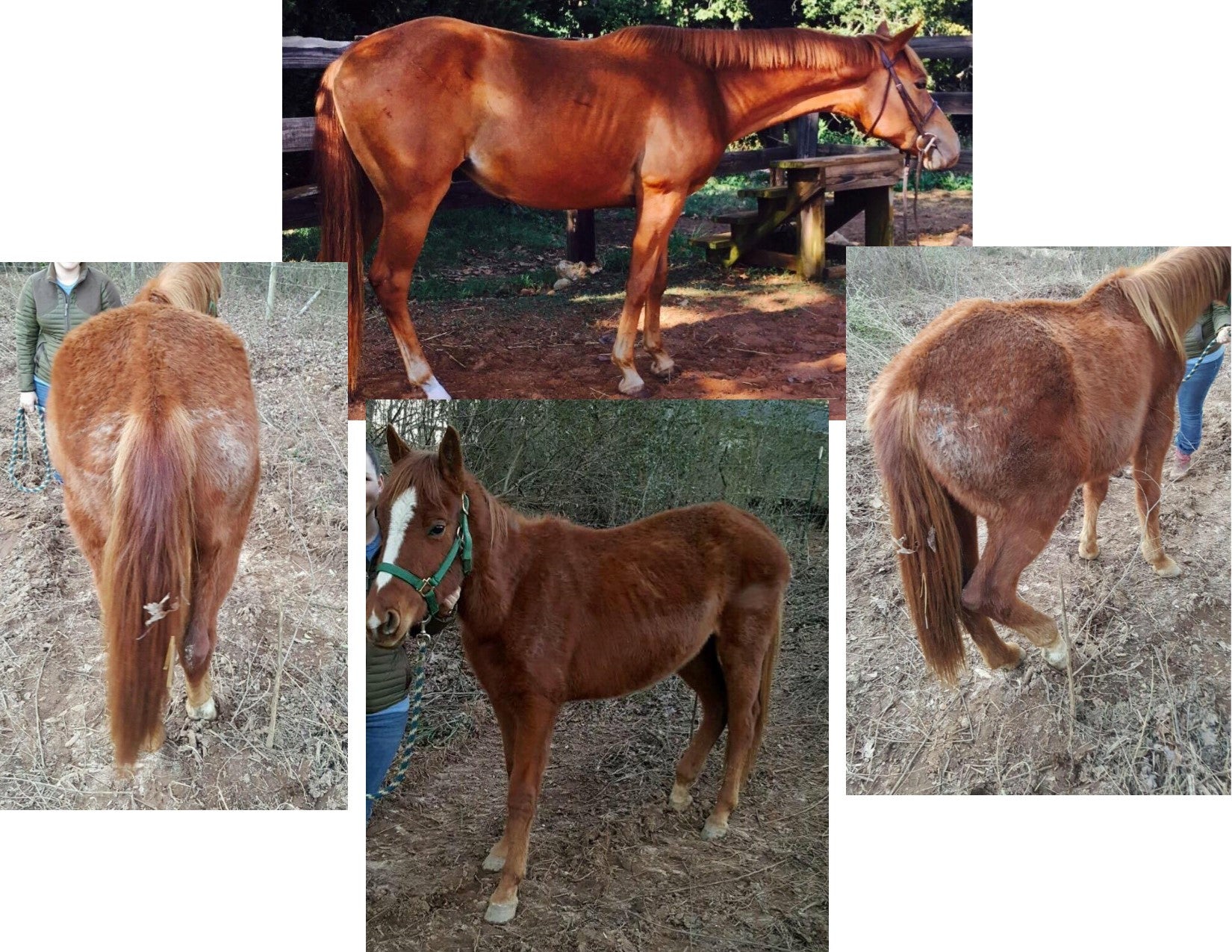 Chestnut filly with a recovering coat after treatment with That Blue Stuff lotion in a pasture setting