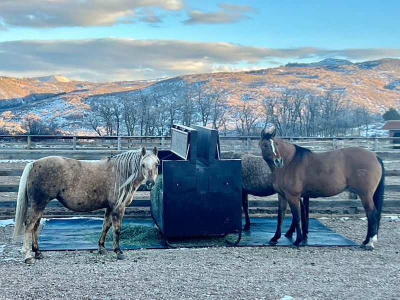 The HayBox automatic horse feeder in use on a Colorado horse property