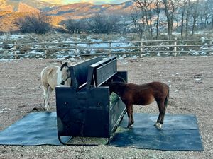 The HayBox automatic horse feeder side view in a barn setting