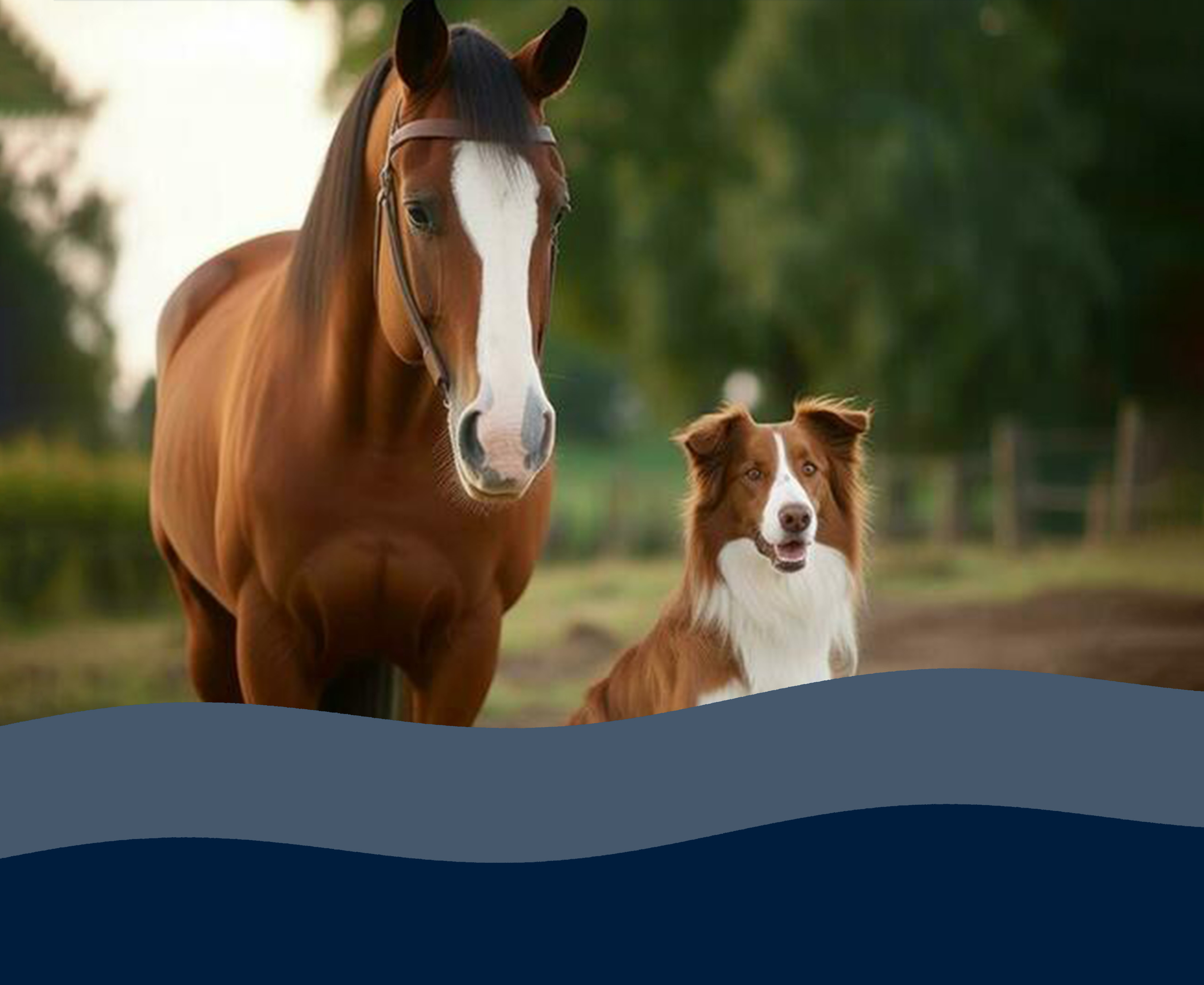 Therasage EMC instructor performing hands-on equine massage on a horse during certification training