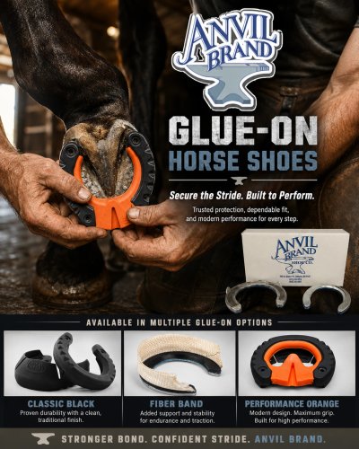 Farrier fitting a glue-on horse shoe in a sunlit barn aisle — Anvil Brand Glue-On Horse Shoes, engineered to hold, designed to move