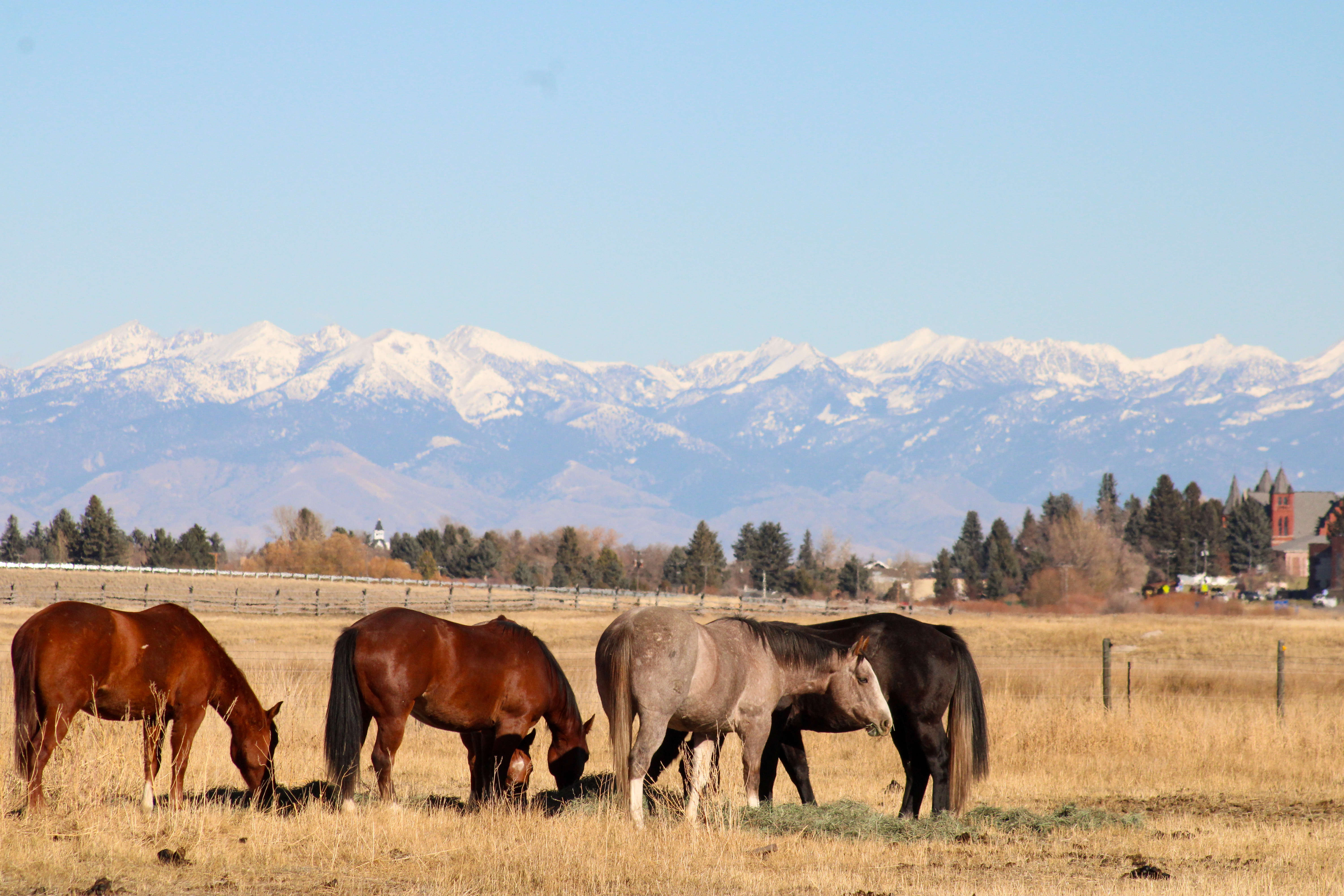 Natural Horsemanship instruction using the La Cense Method at Montana Western