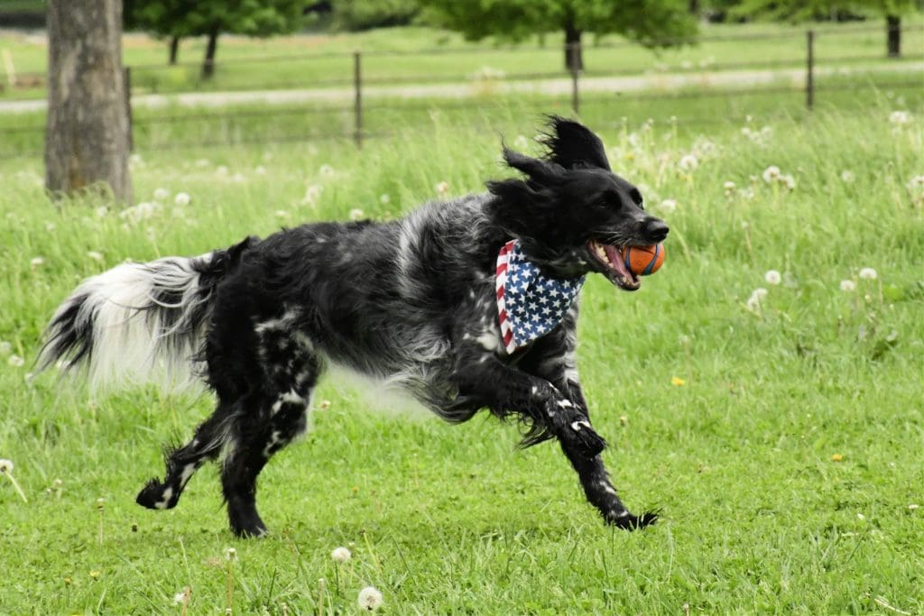 Active working dog supported by UNLEASHED cold-milled flax omega-3 and gut-health supplement from Outlaw Nutrition