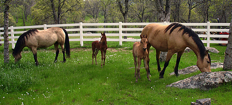 Vinyl Fence Wholesaler heavy duty white vinyl ranch rail horse and farm fence