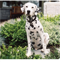 Healthy active Dalmatian dog representing Whole Hound canine supplement lifestyle